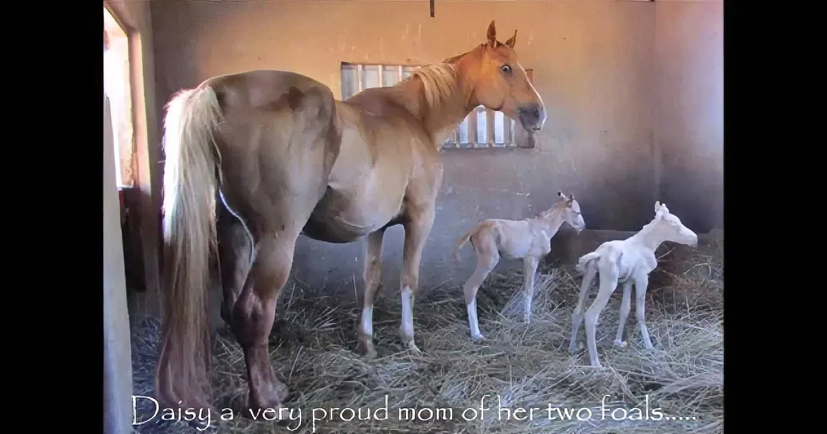 A horse stands proudly in a barn with two white foals, showcasing maternal affection.