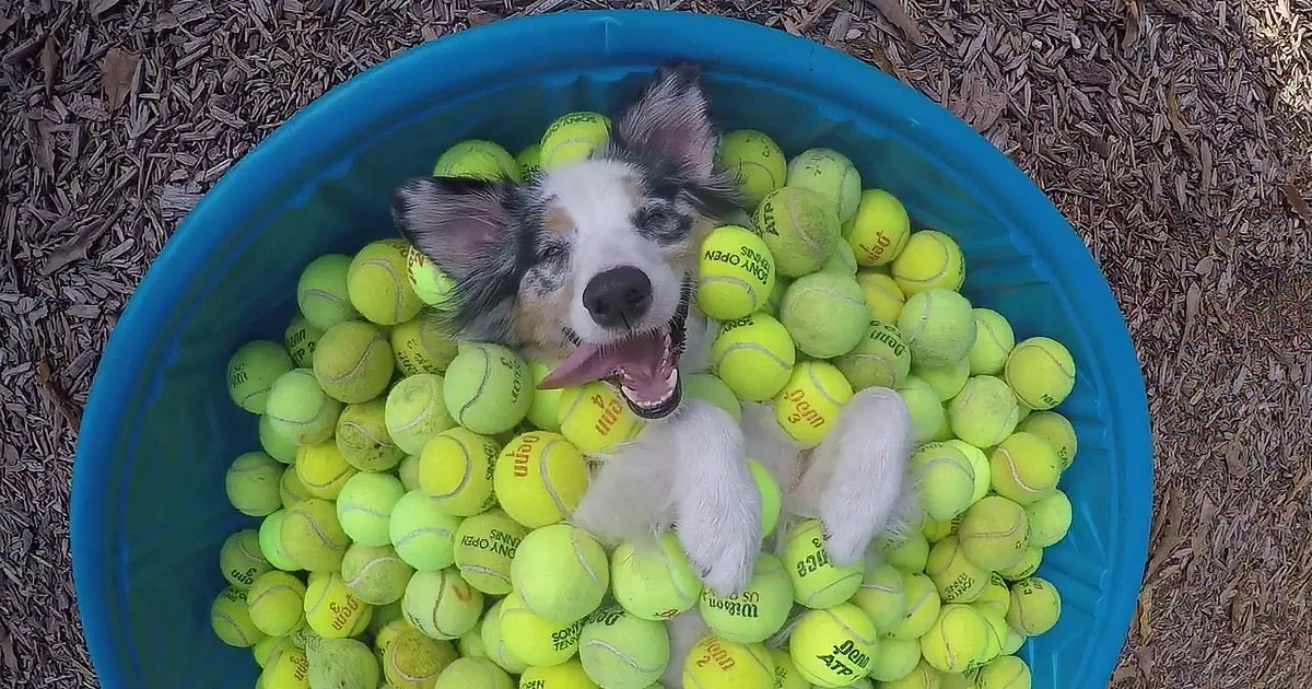 A happy dog is surrounded by a bucket filled with tennis balls.