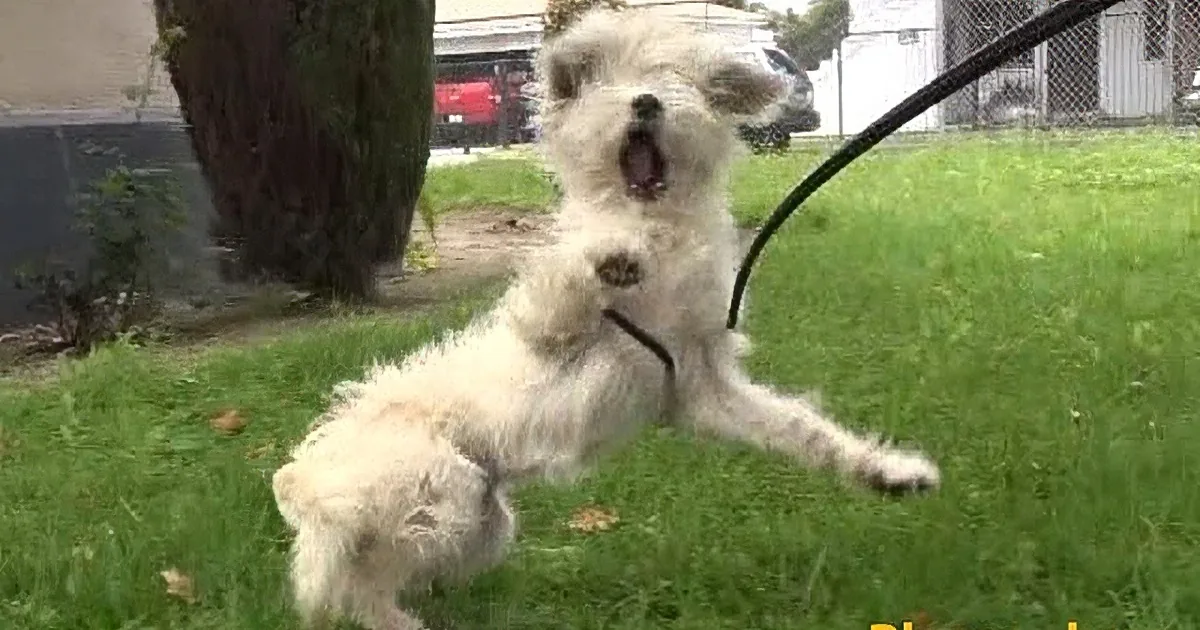 Forver Home: Poor Homeless Pup Won''t Let Anyone Touch Him, Rescuers Show Him What Love Means!