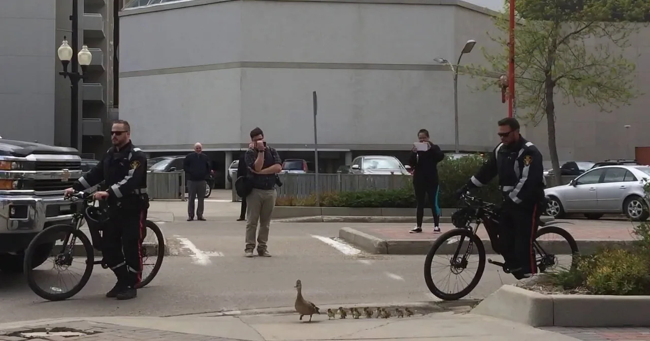 A duck leads her ducklings across a street as two police officers on bicycles watch.