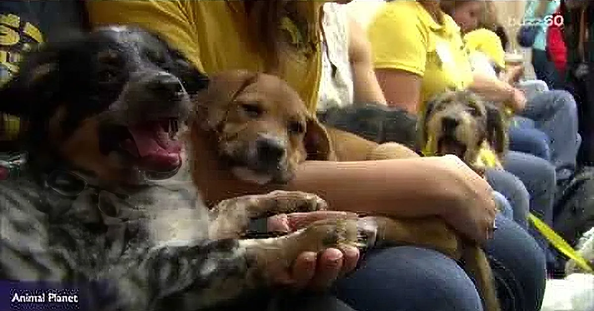 A Large Group of Puppies Run Onto a Football Field. Wait Until You See These Three...