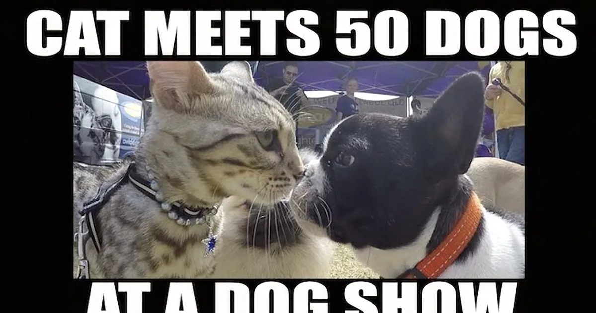 A cat wearing a collar is shown interacting with multiple dogs at what appears to be a dog show.