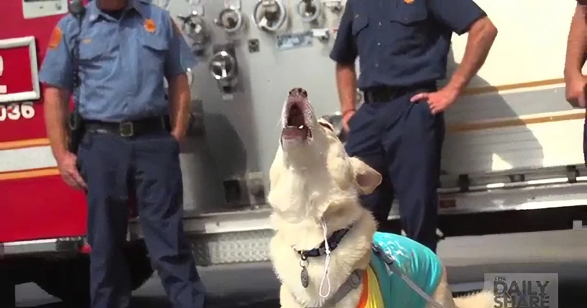 Service Dog Absolutely Adores Fire Trucks. Wait Until You See What He Gets for His Birthday!