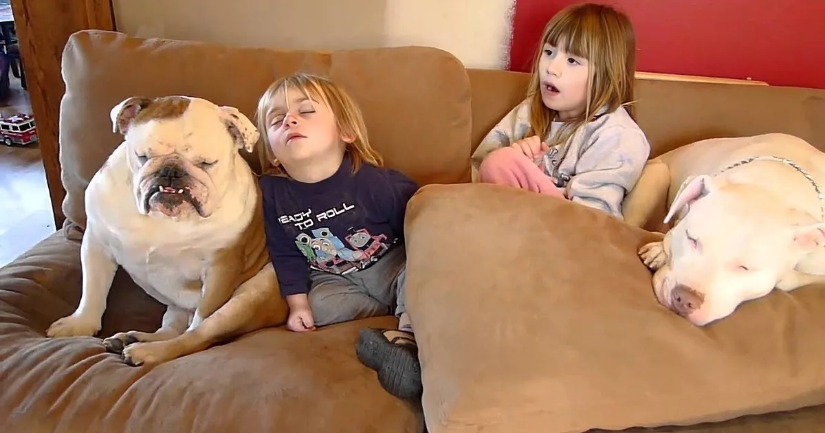 Two children and two dogs, one bulldog and one pit bull, are lounging on a brown couch.