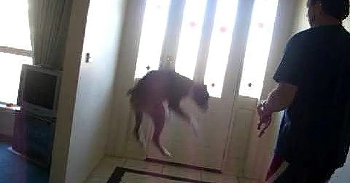 A dog stands near a glass door, with a person in a dark shirt and another in a white shirt nearby.