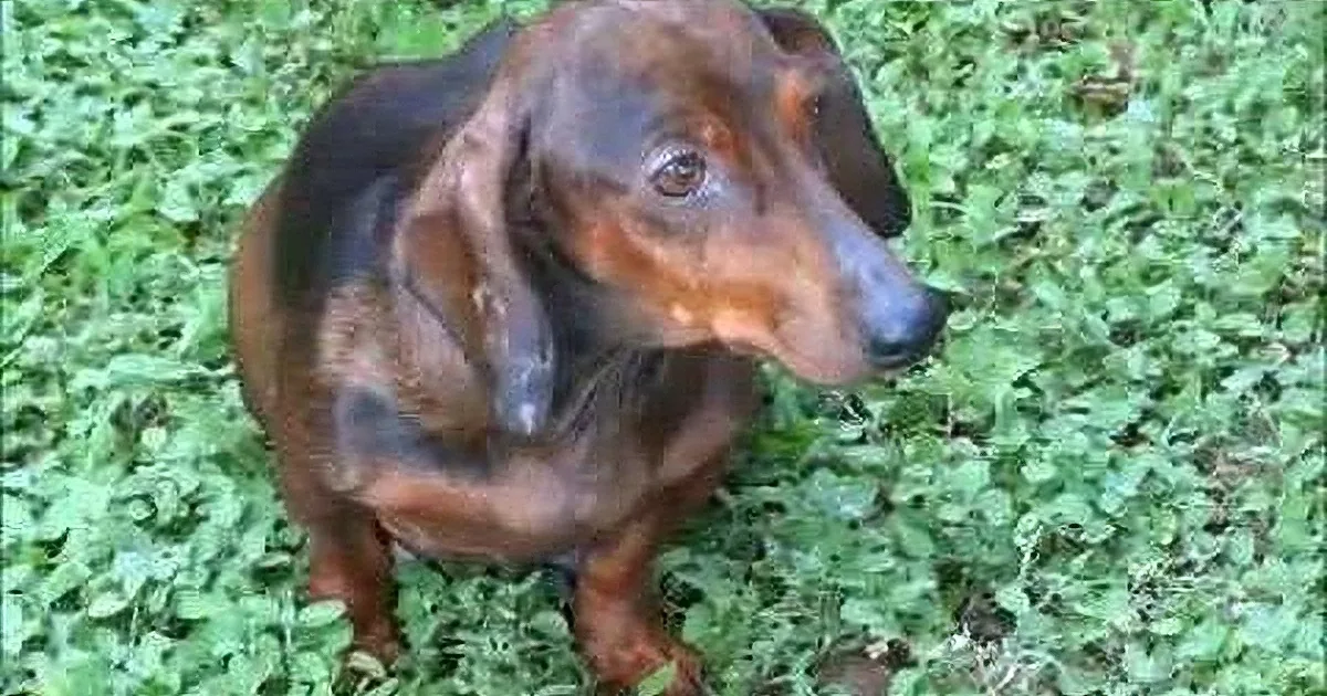 Paralyzed Pregnant Dachshund Is Found. Wait Until You See Her Miraculous Turnaround!