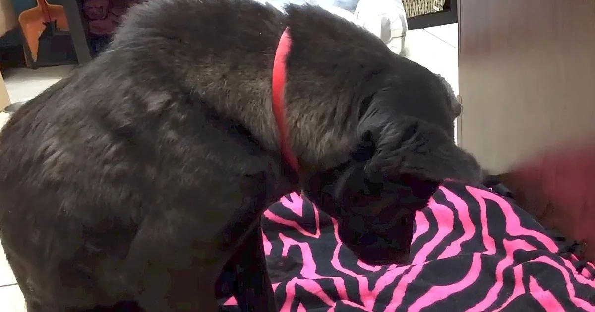 A large black dog wearing a red collar is sniffing or licking a pink and black patterned blanket.