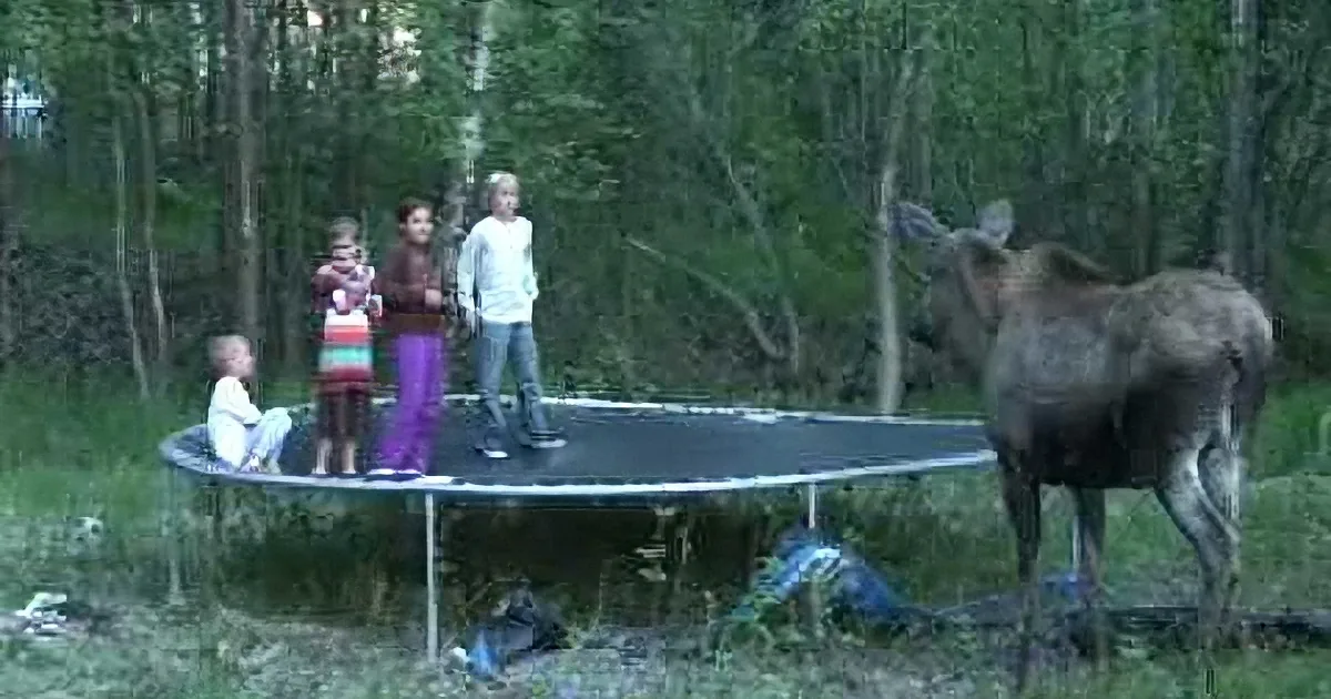 A moose stands near a trampoline where children are playing, surrounded by trees.