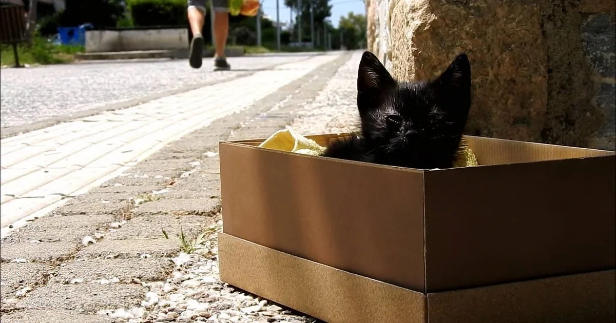 A black kitten peeks out from a cardboard box on a sunny sidewalk.