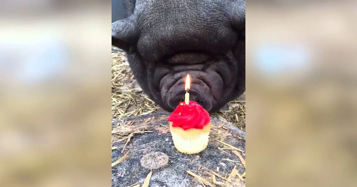 A French Bulldog sniffs a birthday cupcake with a lit candle on a stone surface.