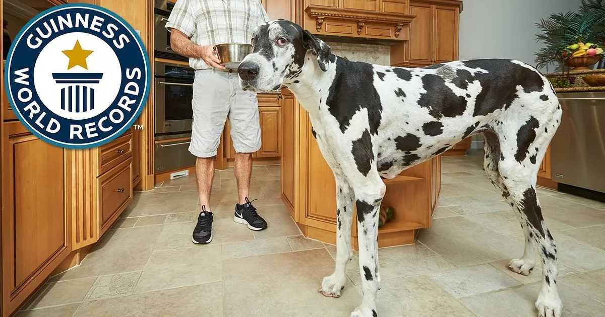 This Great Dane Is a Record-Holder. I Was Amazed at How Tall This Pooch Is!