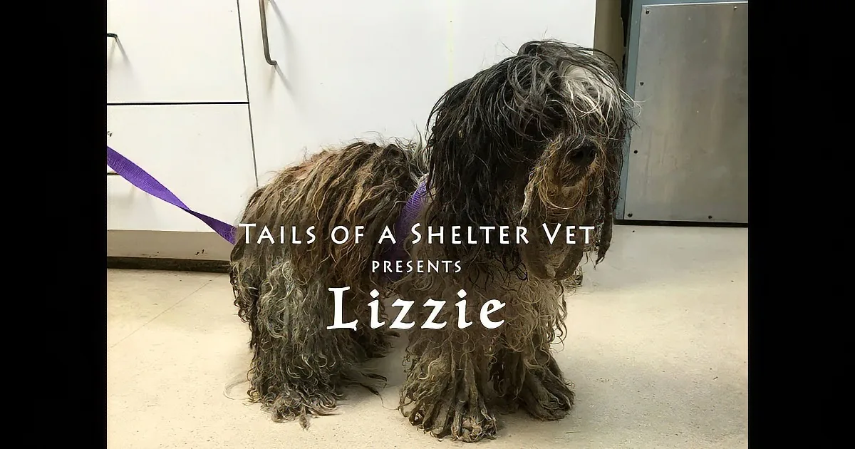 A scruffy, matted dog with a purple collar stands on a floor, text overlay says "Tails of a Shelter Vet Presents Lizzie."