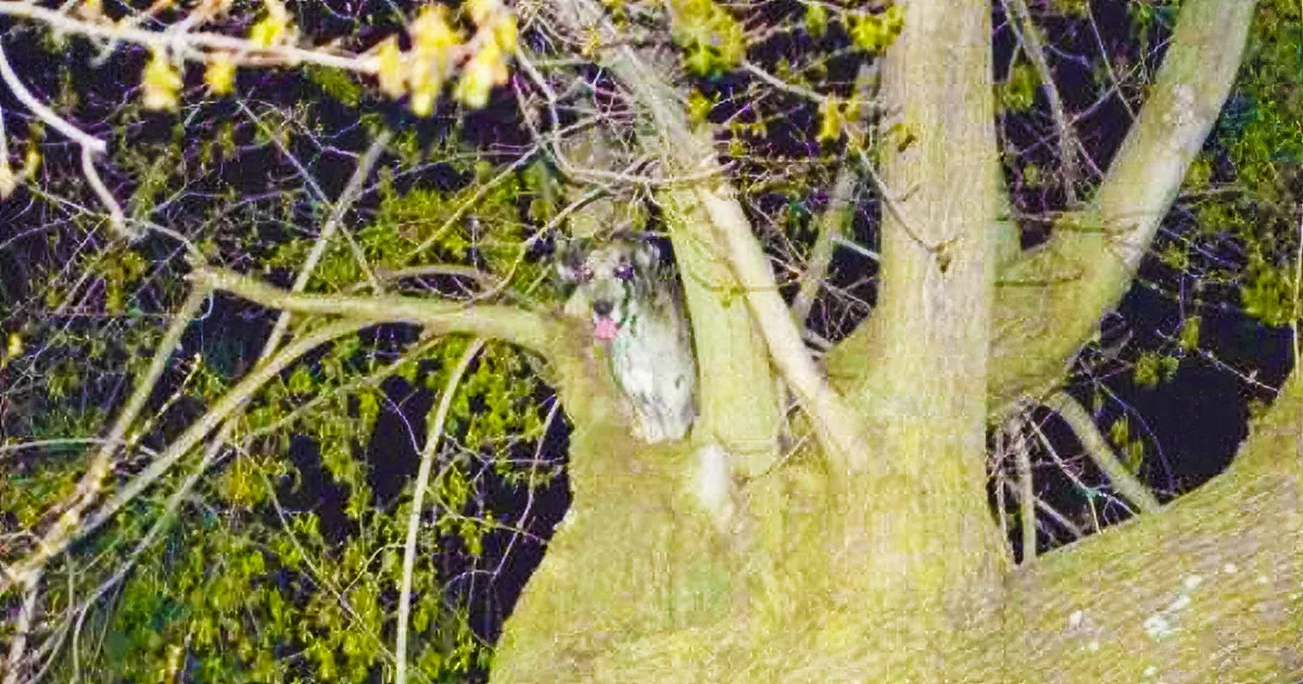 A large owl perched on a tree branch at night, surrounded by green foliage and branches.