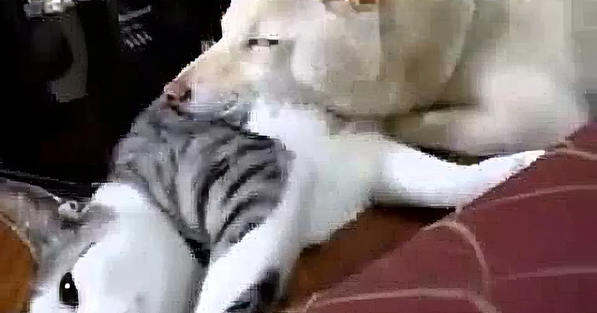 A white dog gently rests its head on a white and gray striped cat lying on a patterned surface.