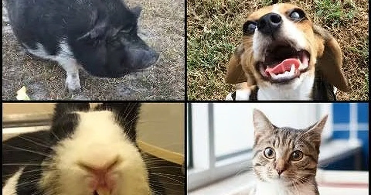 A collage of various animals, including a pig, a dog, and a cat, in different poses and settings.