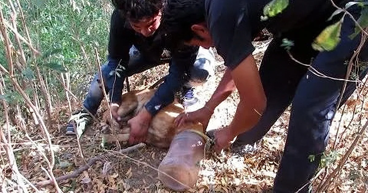 Two individuals are working on a dog in a wooded area, possibly for medical or rescue purposes.
