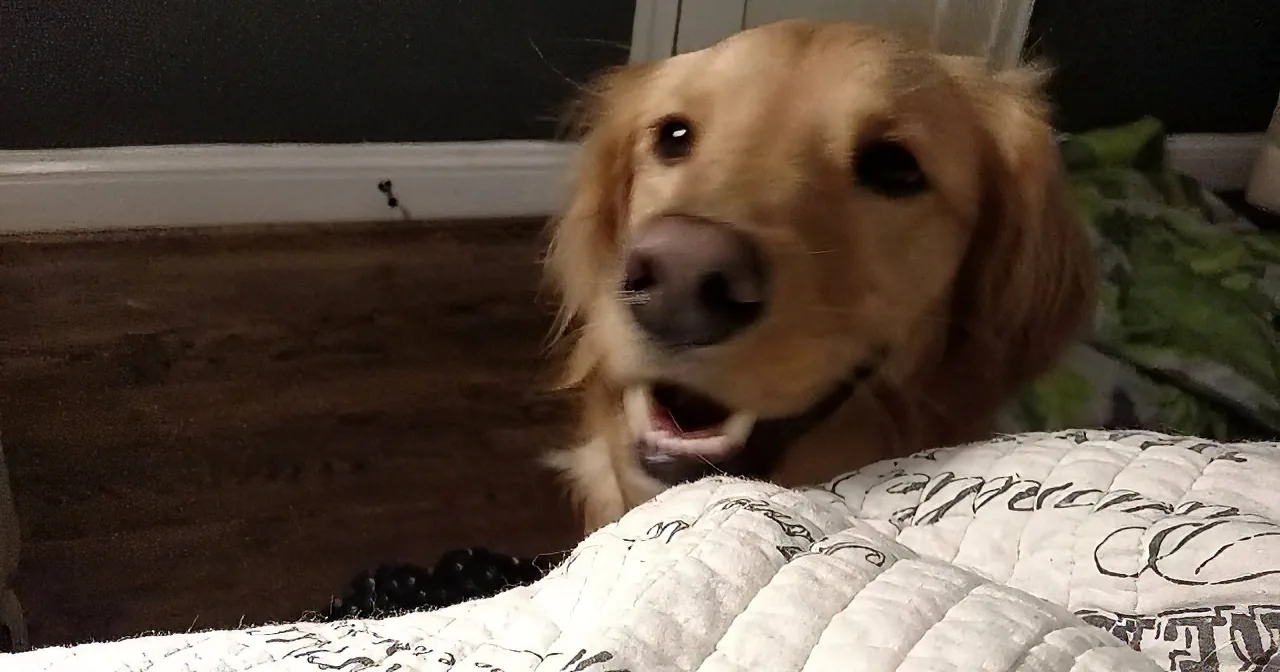 A golden retriever rests on a white quilted blanket, looking directly at the camera.