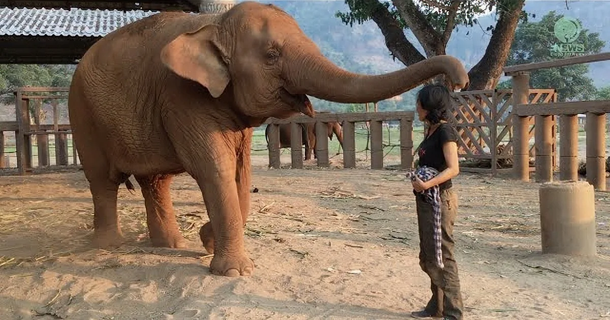 A large elephant stands near a person in a fenced area, with a building and trees in the background.