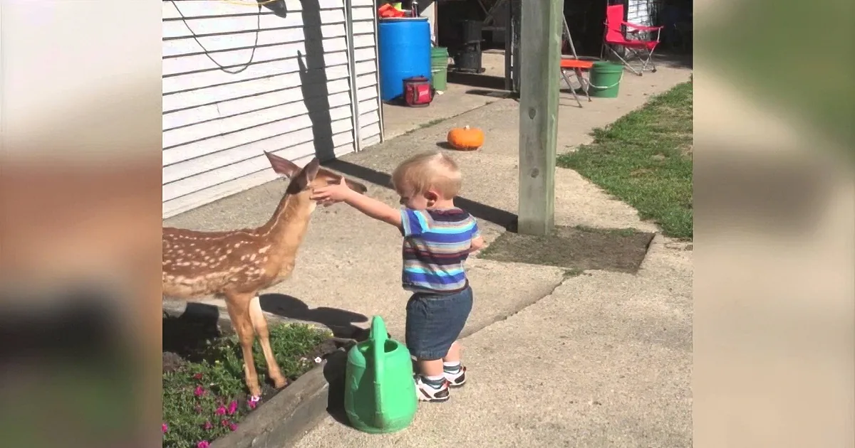 A young boy feeds a fawn in a backyard setting with a pumpkin and greenery.