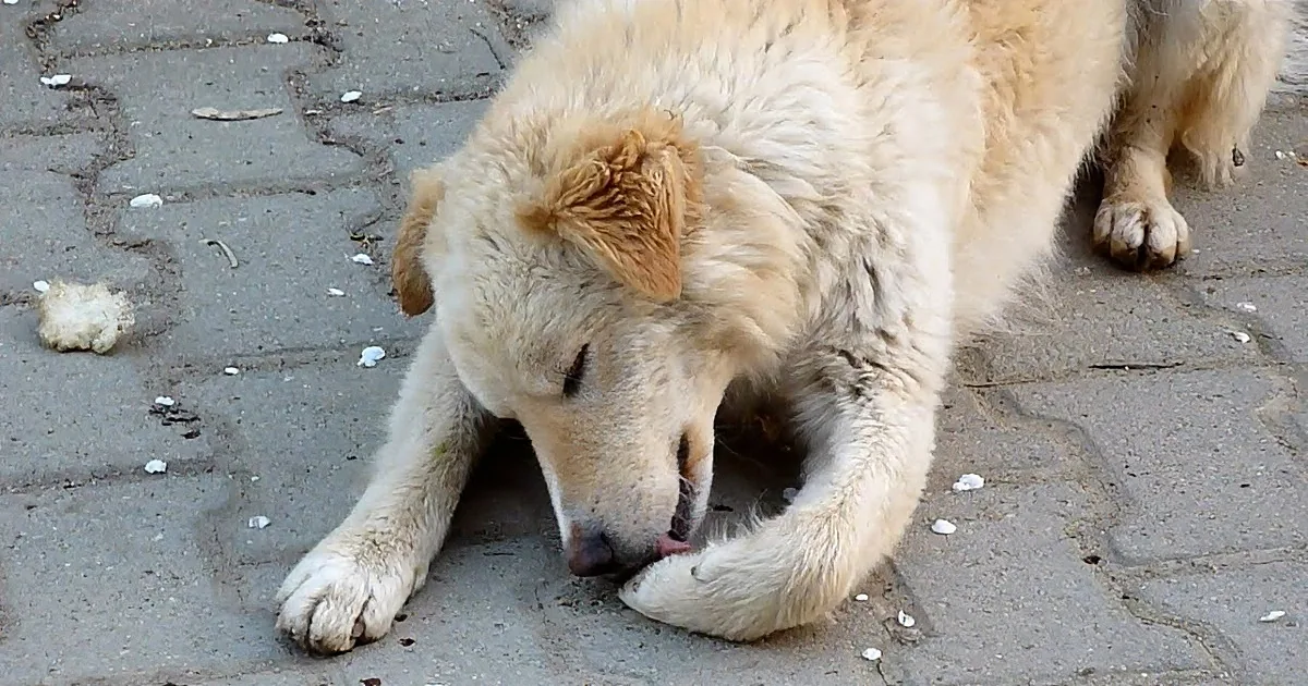 A light-colored dog with a fluffy coat is lying on a paved surface, appearing to rest or sleep.