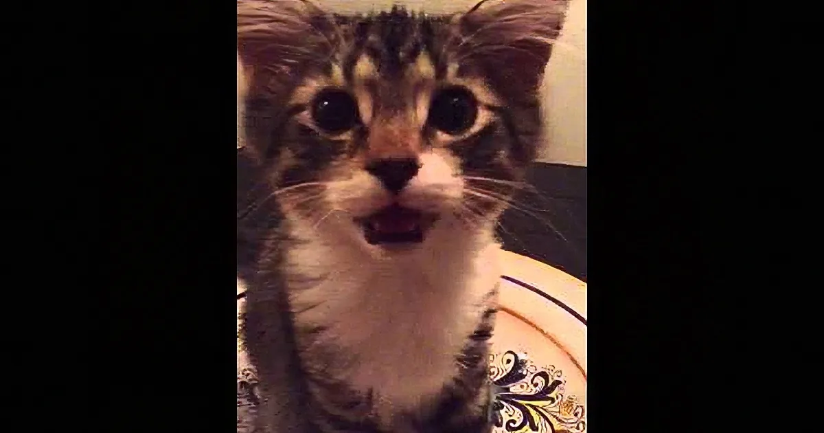 A curious kitten with a white and gray coat is looking directly at the camera, its mouth slightly open.