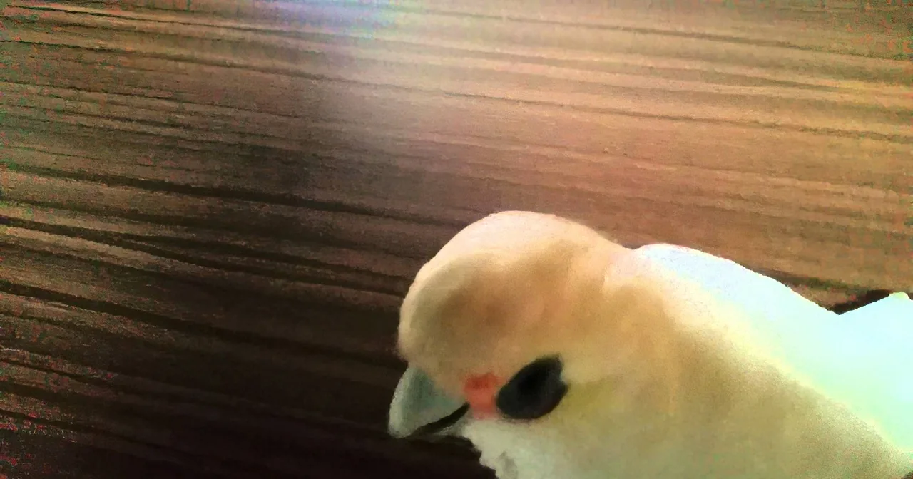 A white cockatoo with a red cere and black eye patch is perched on a wooden surface.