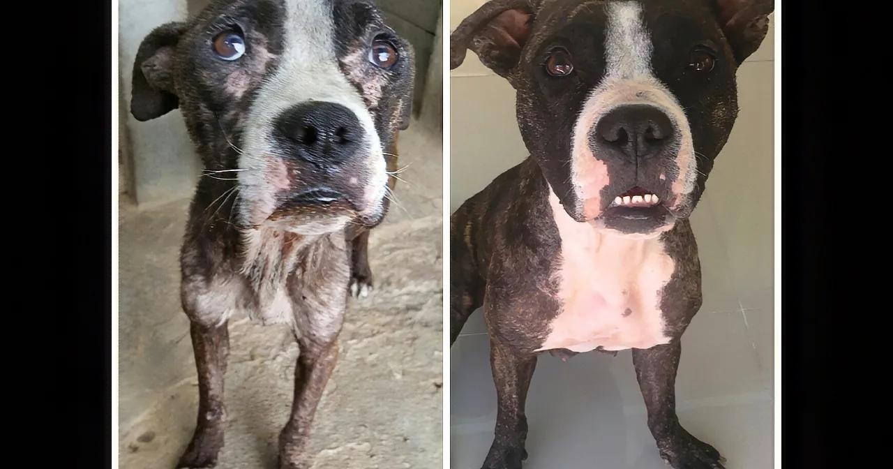 A dog with a white and brown coat, showing signs of neglect and poor health.