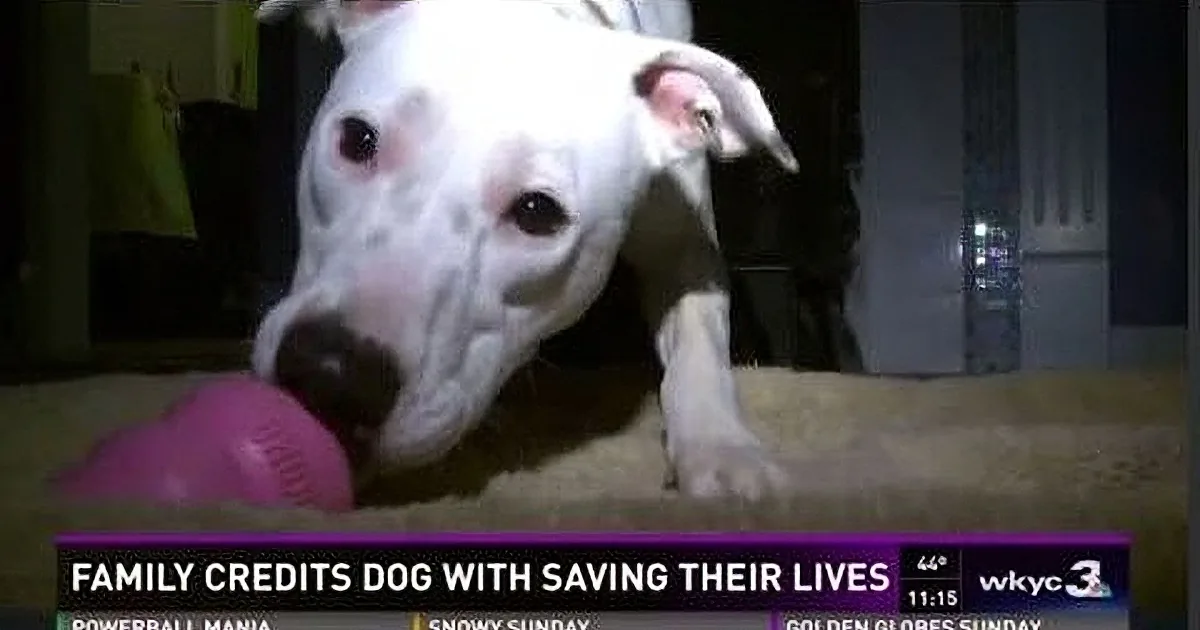 A white dog with a black spot on its head is chewing on a pink toy.