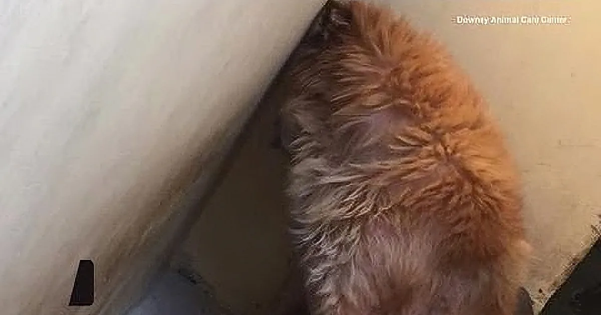 A fluffy, light brown dog is nestled in a corner, partially obscured by a wall.