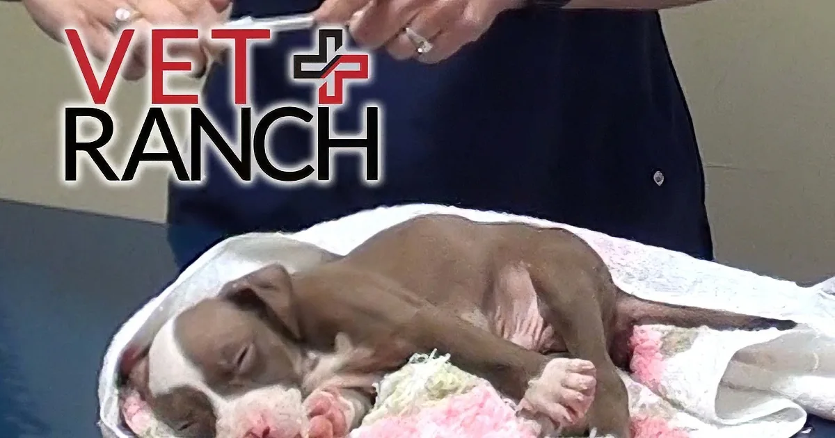 A newborn puppy is wrapped in a blanket, sleeping peacefully on a table, with a vet in the background.
