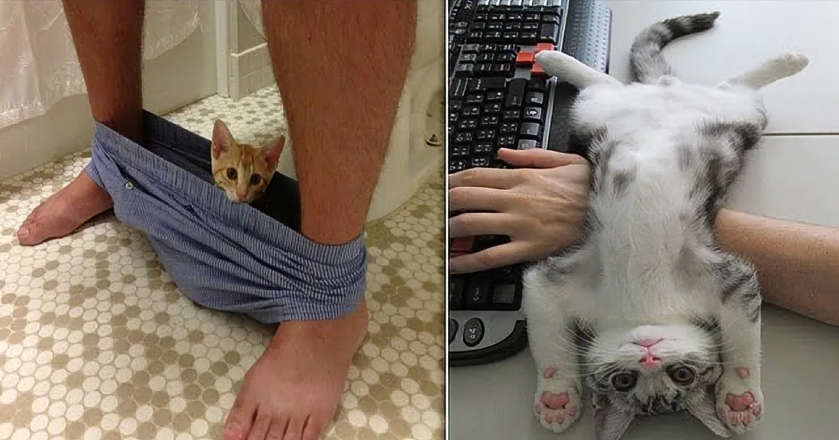 A cat is being carried in a cloth bag on someone's leg, while another cat is lying on a keyboard.