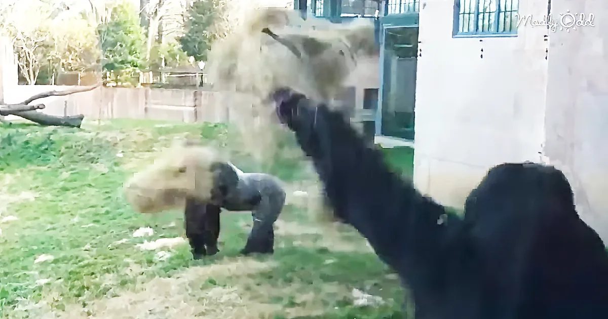 Two Gorillas Play-Fighting Ends With Hilarious Chase