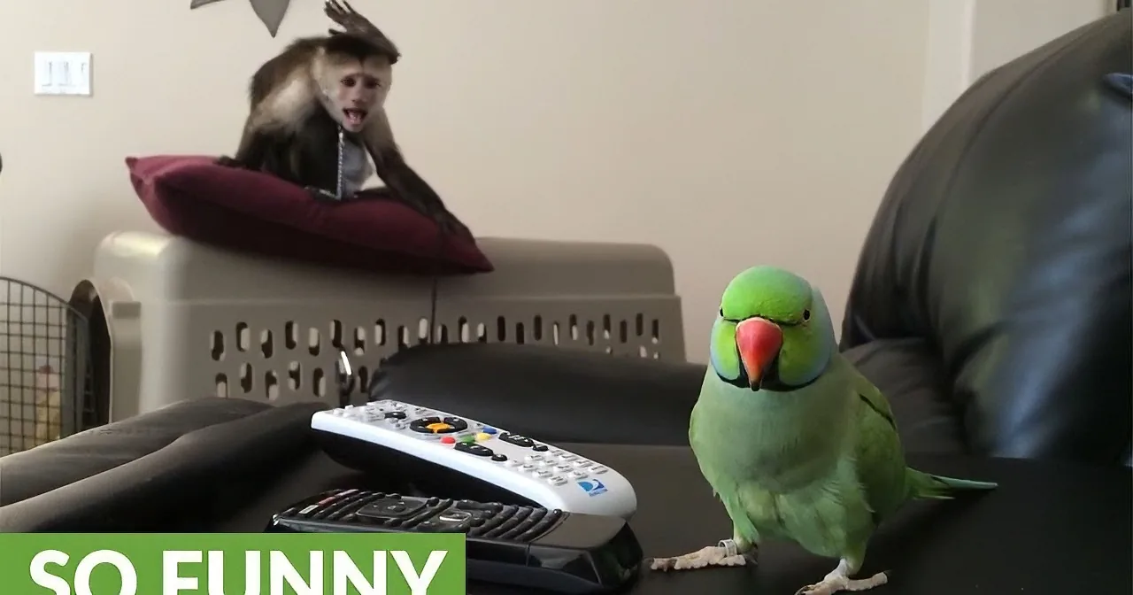A green parrot perches on a table, with a monkey in the background on a pet carrier, both seemingly reacting to something...