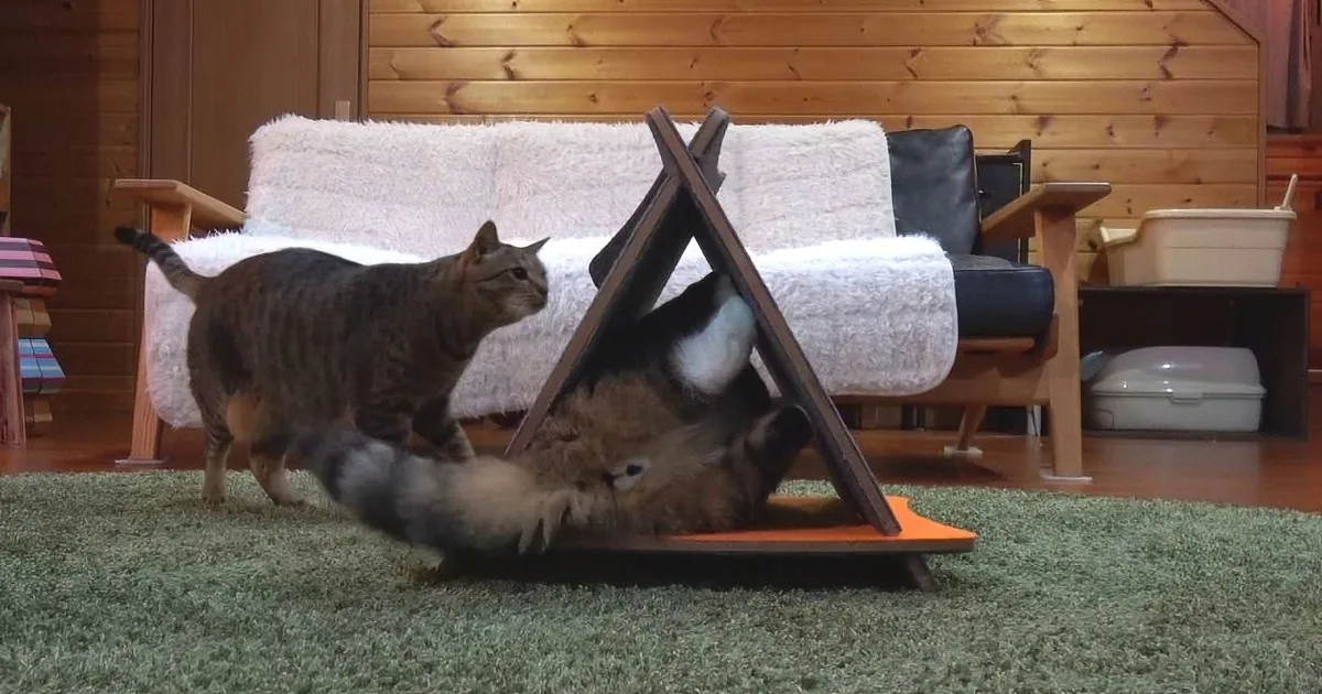 A tabby cat watches another cat play with a triangular cat toy on a green rug.