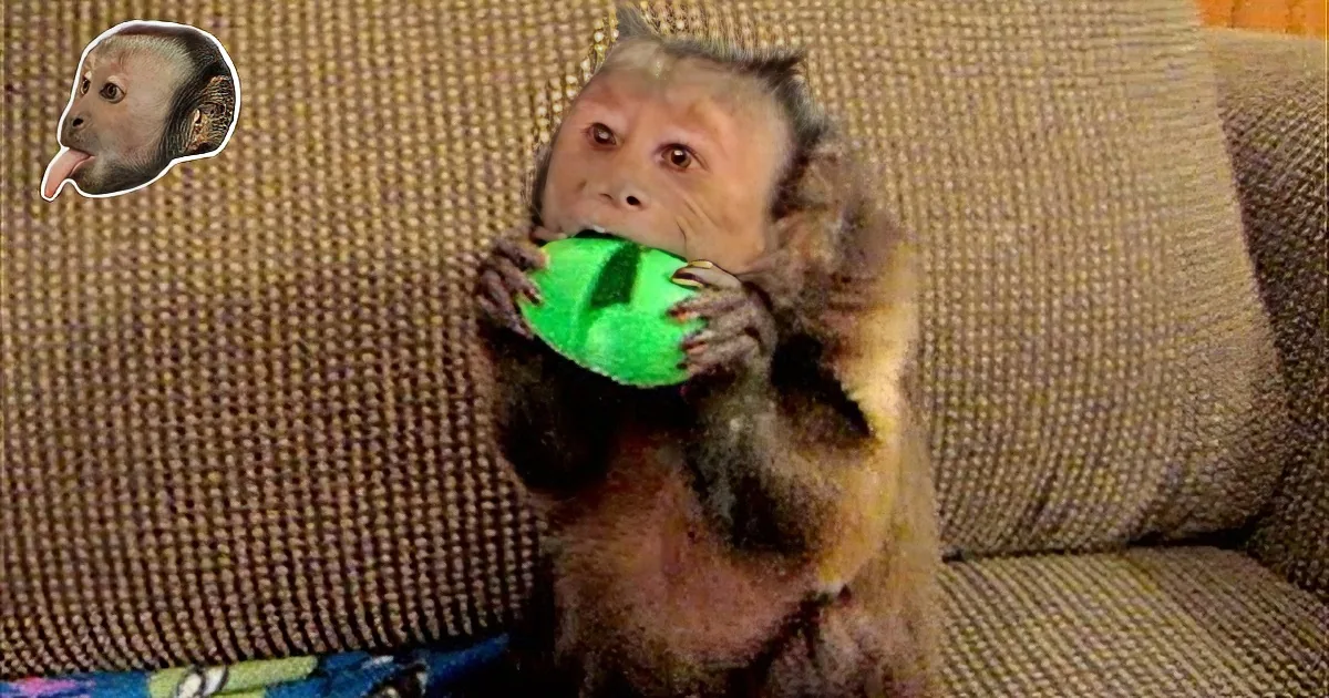 Daddy Shows His Capuchin Monkey Some Silly Putty. I Couldn't Believe the Monkey's Reaction!