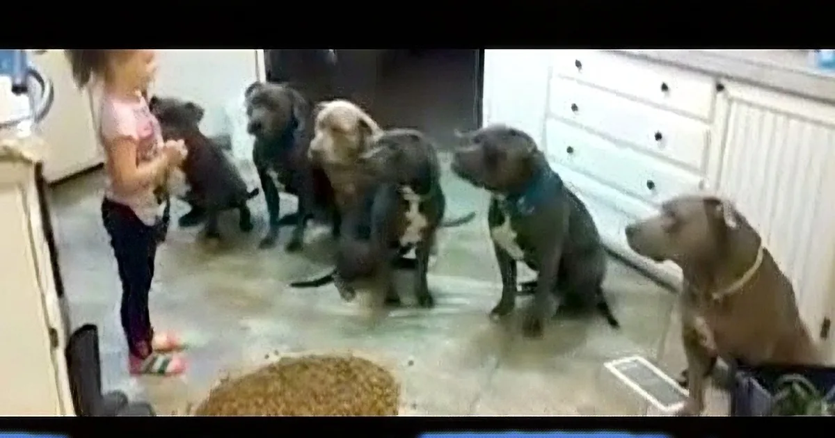 A young girl stands in a kitchen, surrounded by four large dogs, as they all focus on a pile of dog food on the floor.