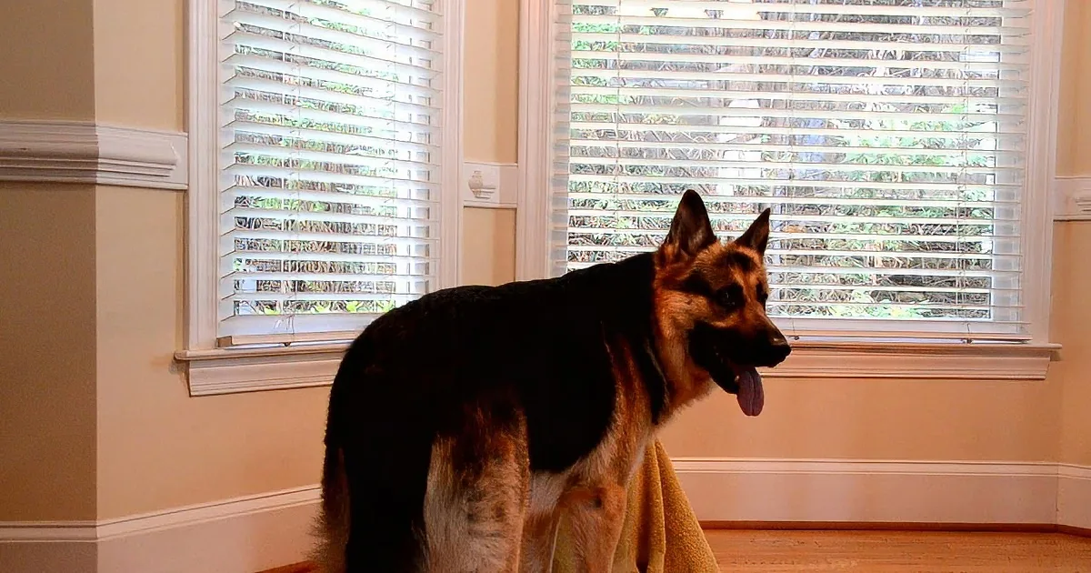 A German Shepherd stands indoors near a window with white blinds, tongue out, looking to the right.