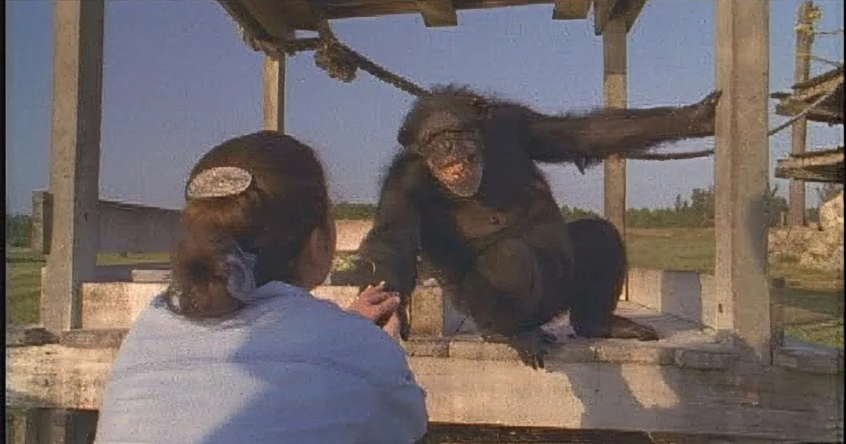 She Doesn''t Know if This Chimp Will Remember Her After 18 Years. Now Watch His Reaction...