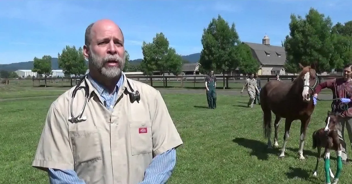 A man in a tan jacket stands in a grassy field with horses, including a foal with green leg wraps.