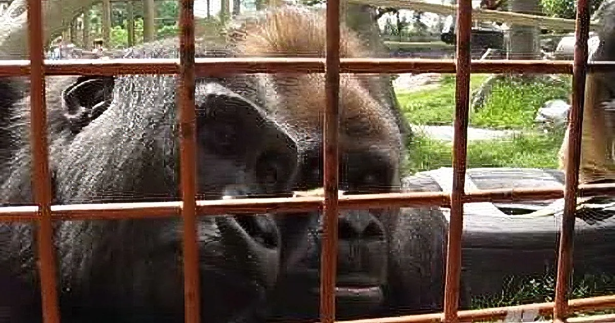 A gorilla peers through a metal cage, its face close to the bars, with a grassy area and trees in the background.