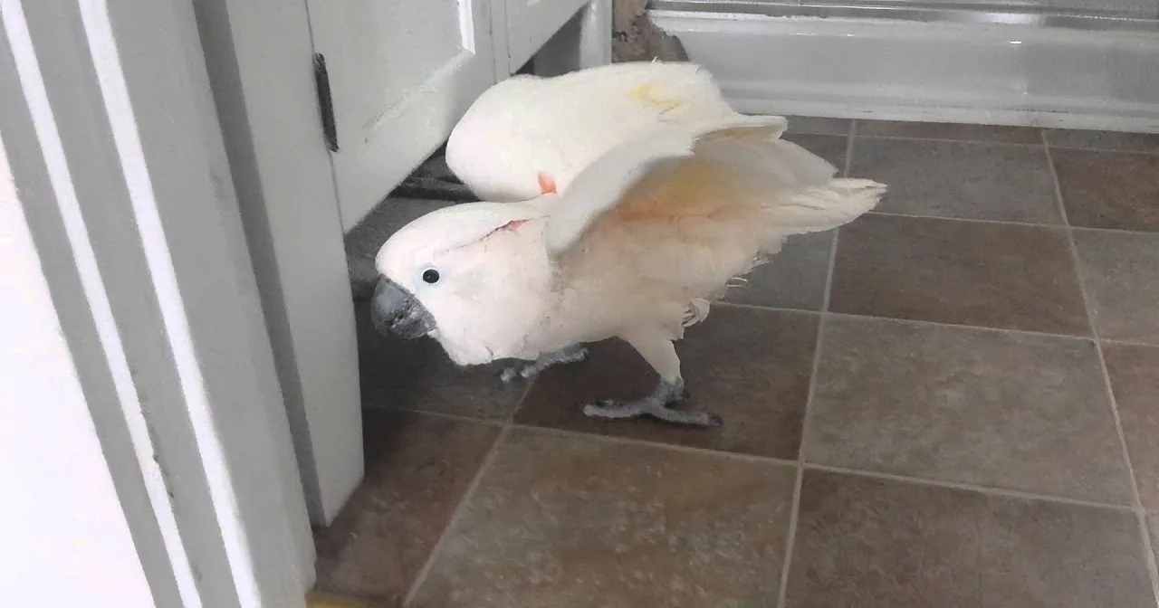 A white cockatoo with a black beak and eye is perched on a tiled floor near a white door.
