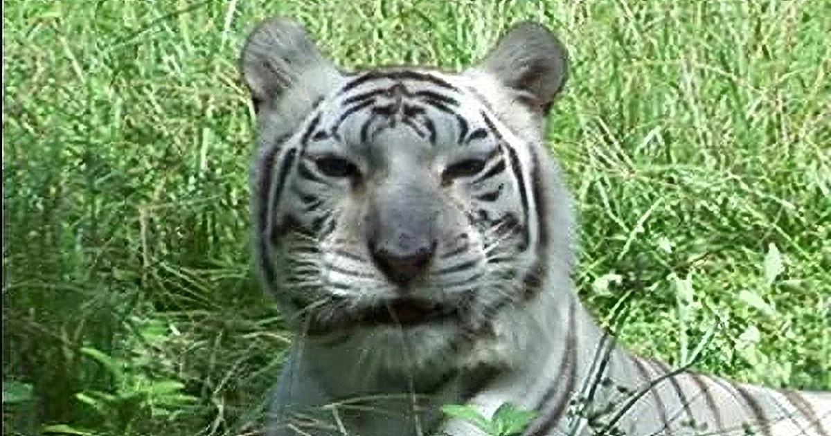 Do Big Cats Like Lions and Tigers Like Catnip? You Might Be Surprised...
