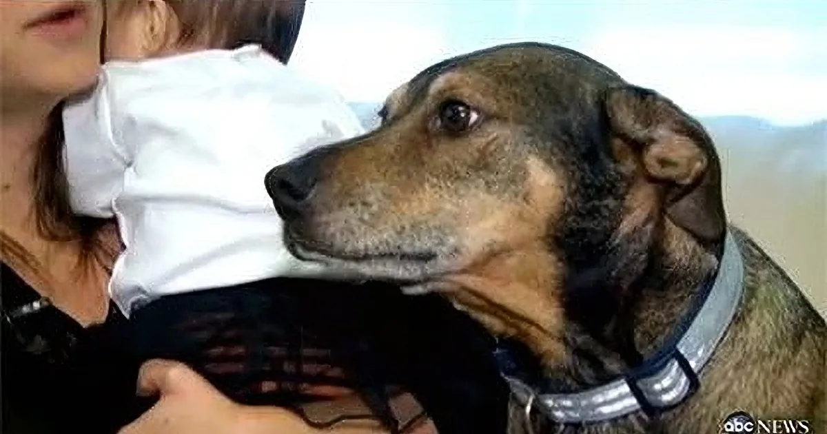 A dog is being held by a person while looking at a baby in a white outfit.