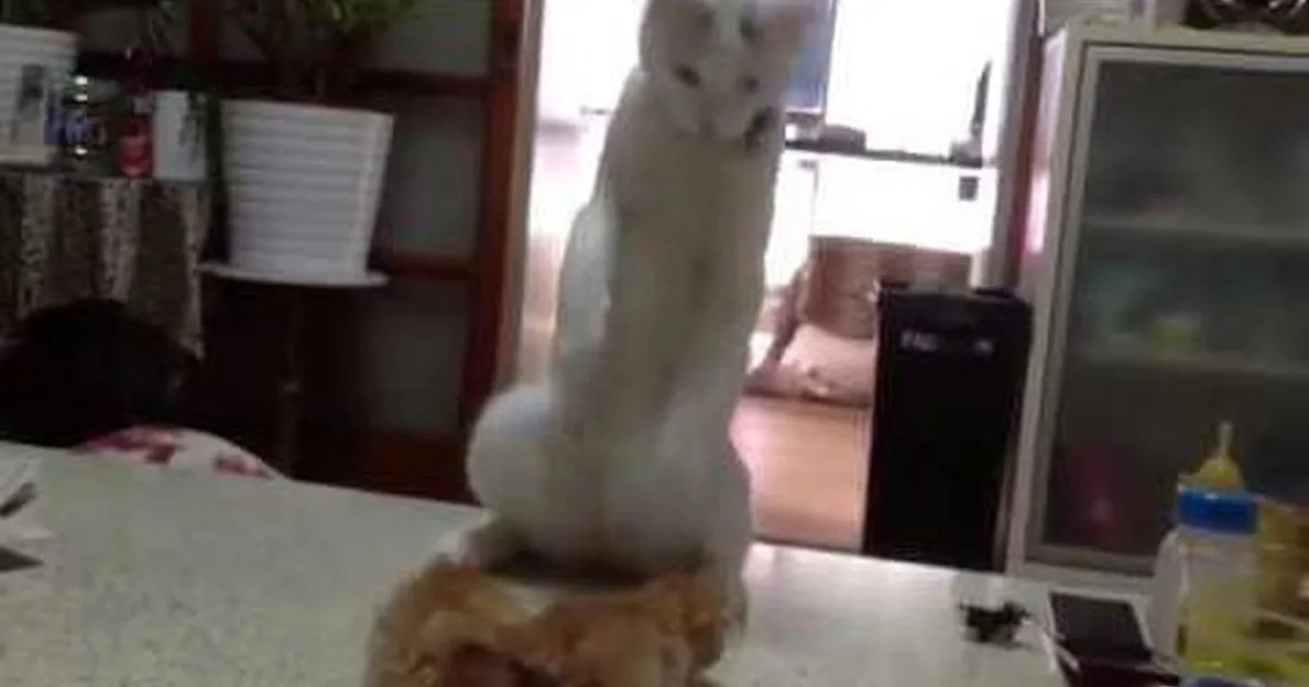 A white cat sits on a table, looking up, with a kitchen background and various objects around.