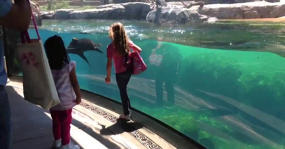 Children observe dolphins swimming in a large aquarium tank at a zoo.
