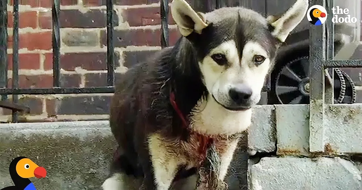 A husky dog with a black and white coat stands behind a metal gate, looking directly at the camera.