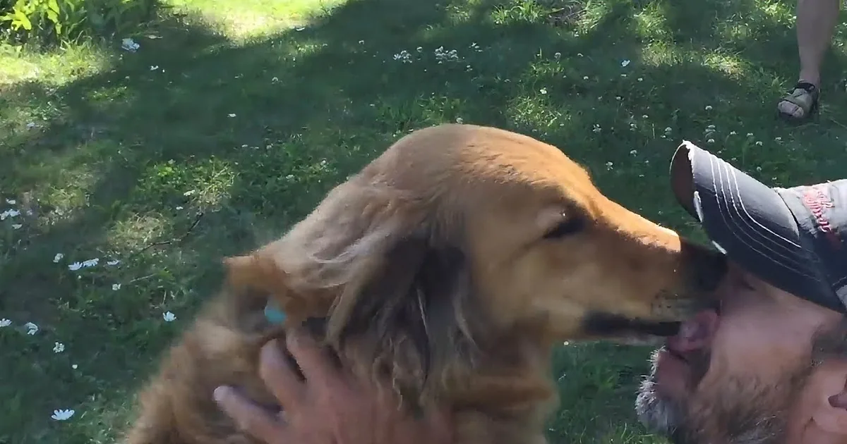 A golden retriever is playfully interacting with a person in a grassy outdoor setting.