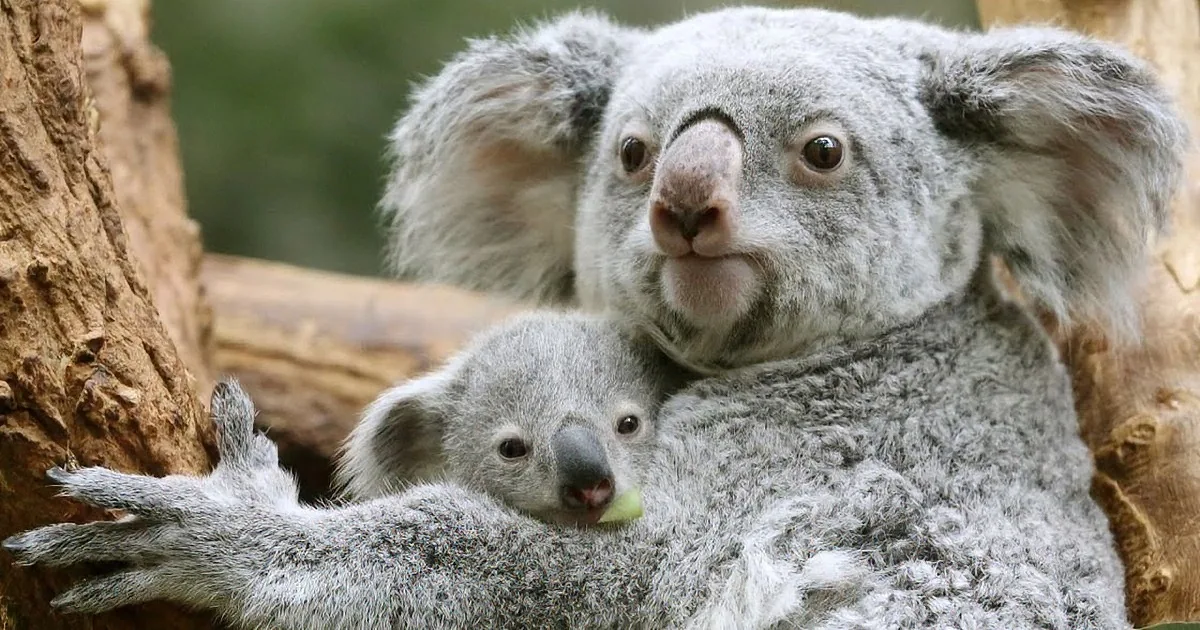 A koala and her joey are cuddled together, with the mother holding the joey in her arms.