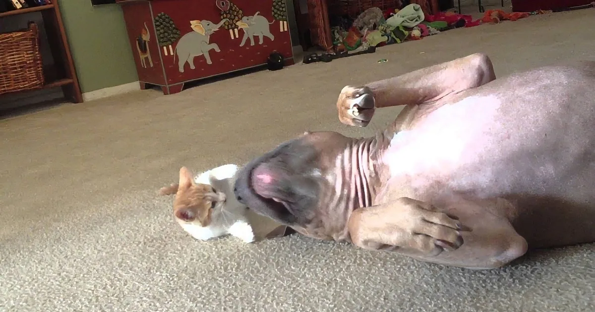 A hairless dog rolls on its back, playfully interacting with a cat on a carpeted floor.