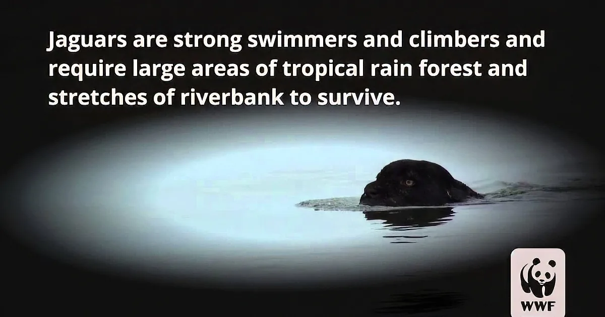 A jaguar swims in water, partially submerged, with text about its habitat needs.